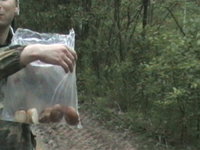 Первые белые грибы. Дорога на Адуй .2003.JPG