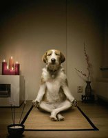 webdog-food-meditating-dog-.jpg
