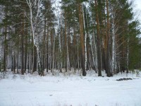 В этом леске большая кварцевая жила.jpg