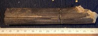 Часть окаменелого стебля замещён песчаником верхняя пермь с Кленовское_resize.JPG