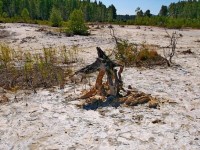 Остатки былого леса после отмывки баритового песка урез 1.JPG