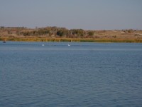180 Рыбак и лебеди на пруду ручья Аулган.jpg