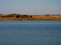 179 Лебеди на пруду ручья Аулган.jpg