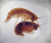 Gammarus_casal.jpg